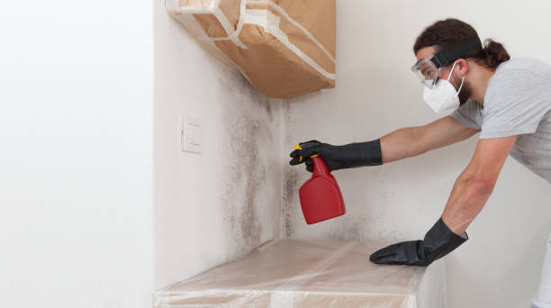 Professional Basement Mold Removal technician working in Abingdon, MD